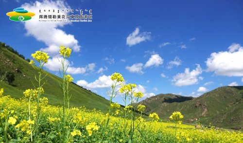 探索北疆草原，夏季黄花沟游玩攻略，快收藏！